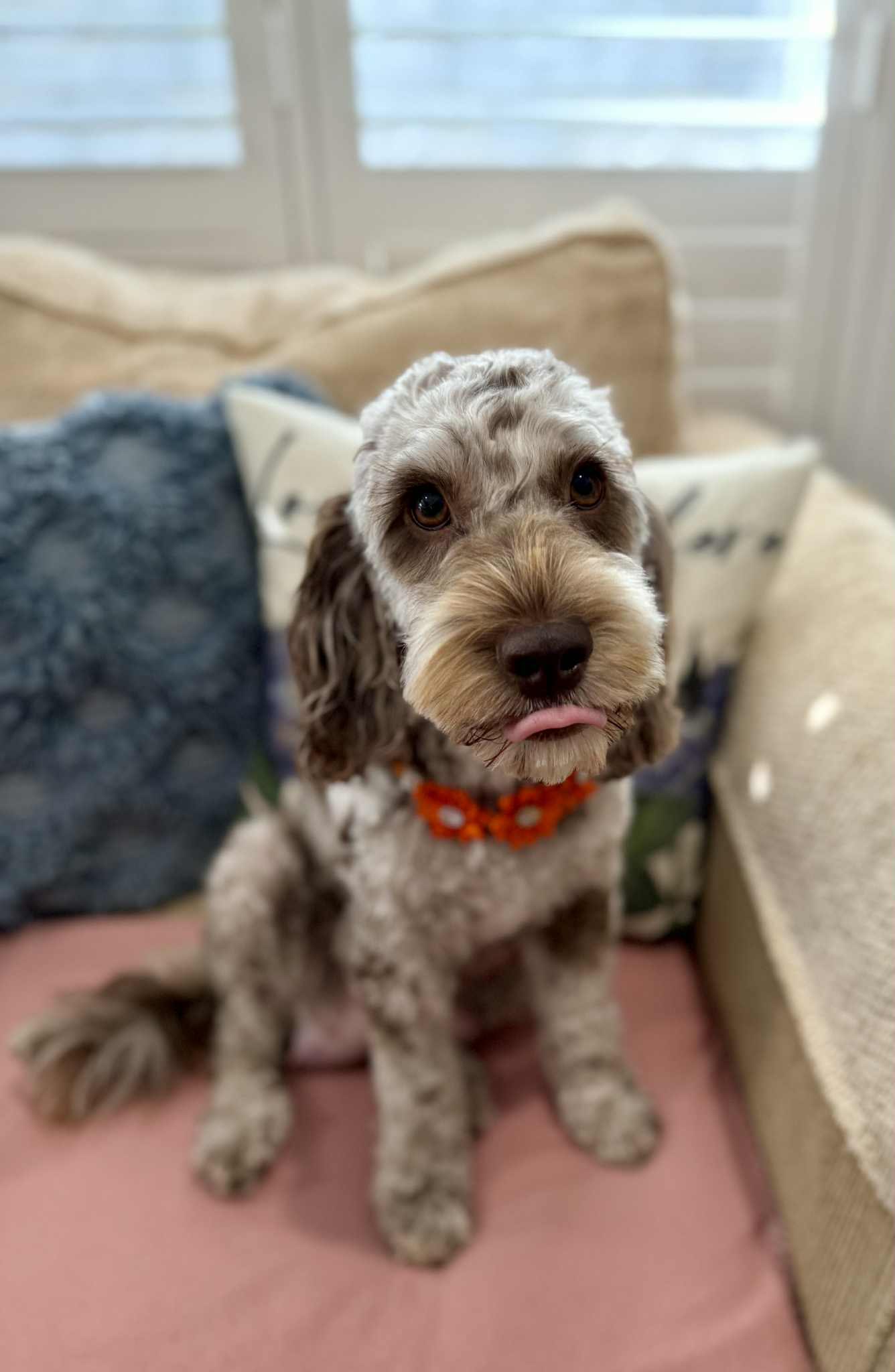 Groomed dog by Bespoke Dog Grooming