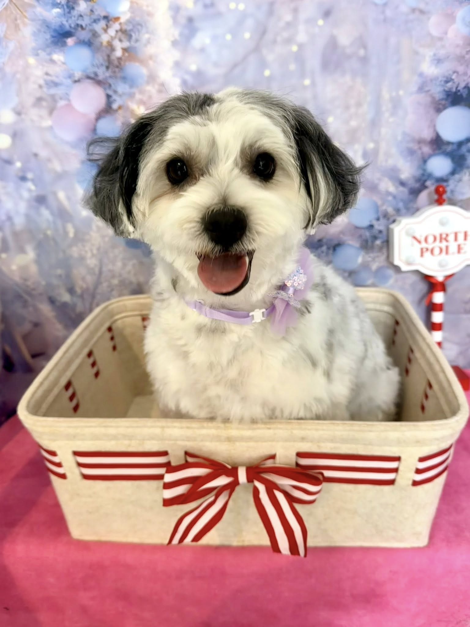 Groomed dog by Bespoke Dog Grooming
