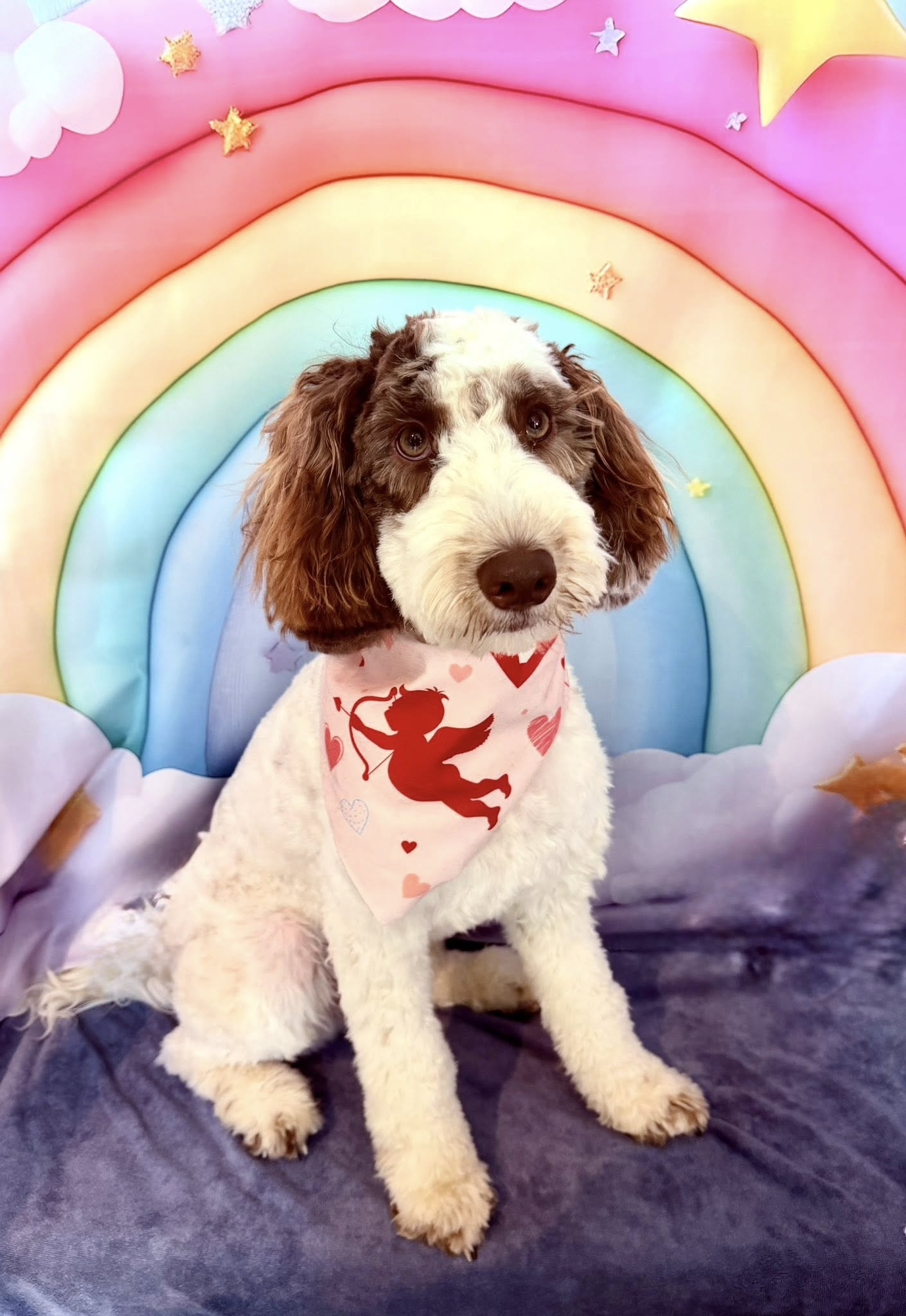 Groomed dog by Bespoke Dog Grooming