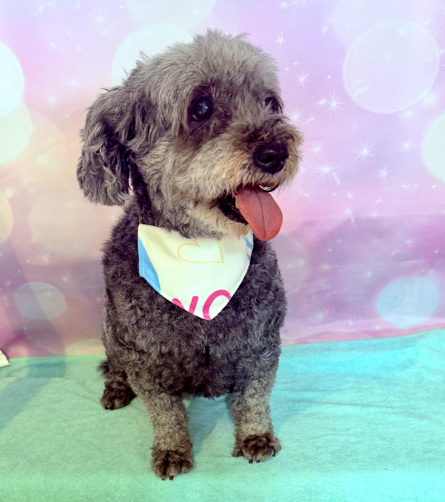 Groomed dog by Bespoke Dog Grooming
