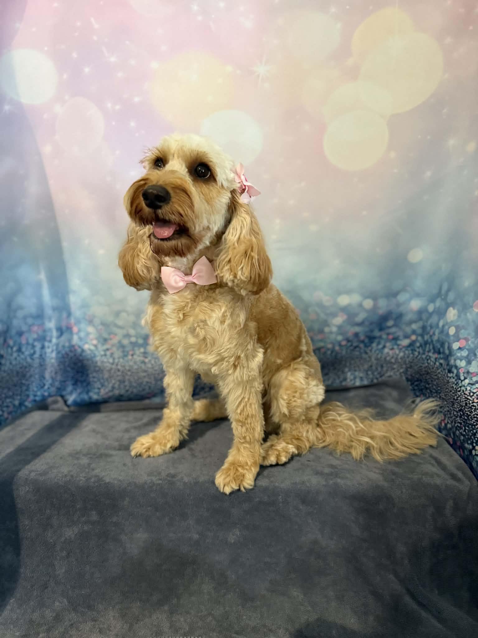 Groomed dog by Bespoke Dog Grooming