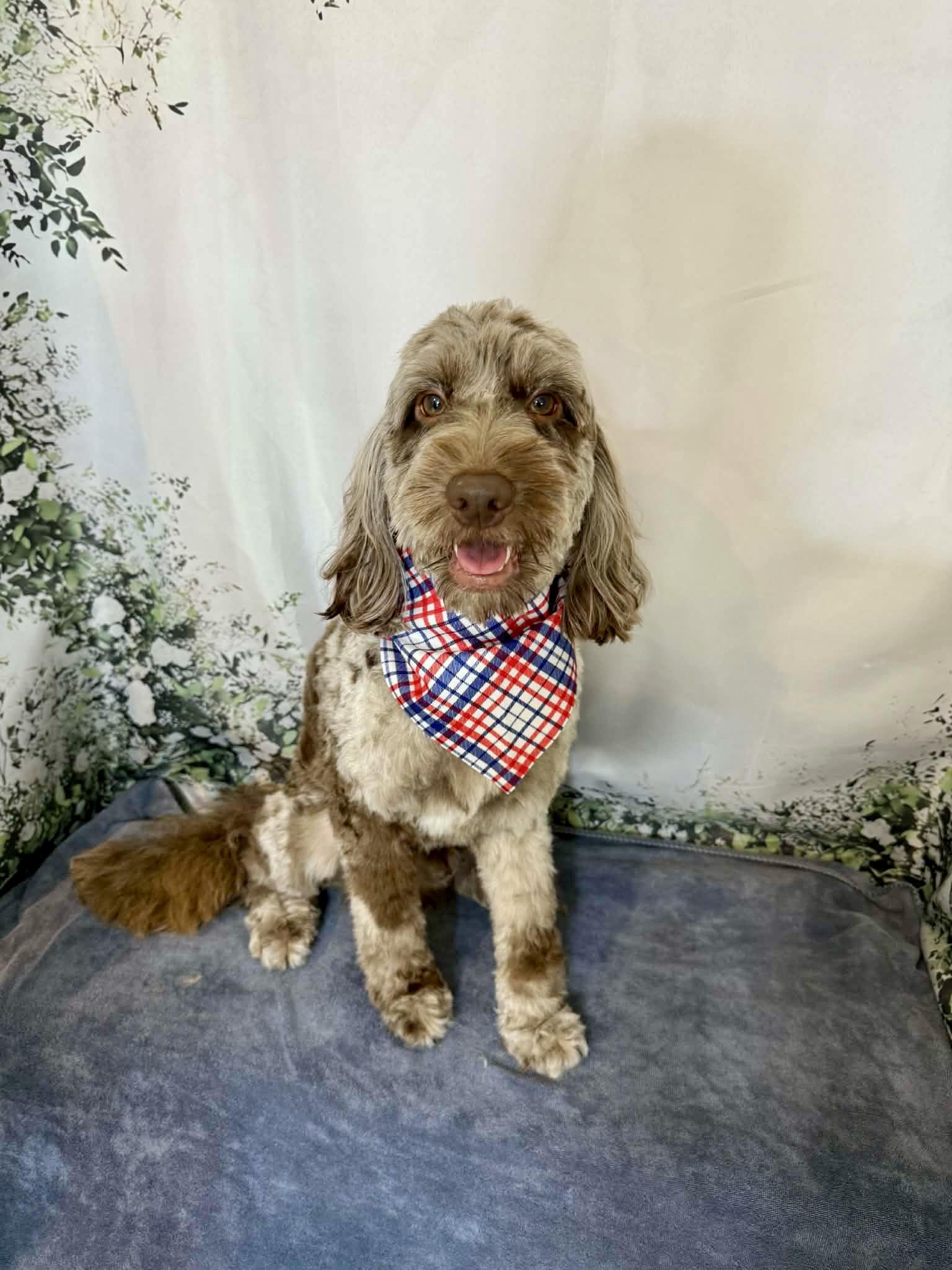 Groomed dog by Bespoke Dog Grooming