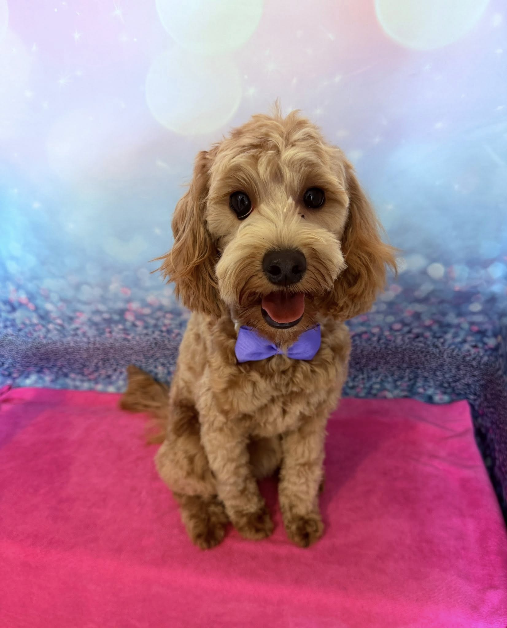 Groomed dog by Bespoke Dog Grooming