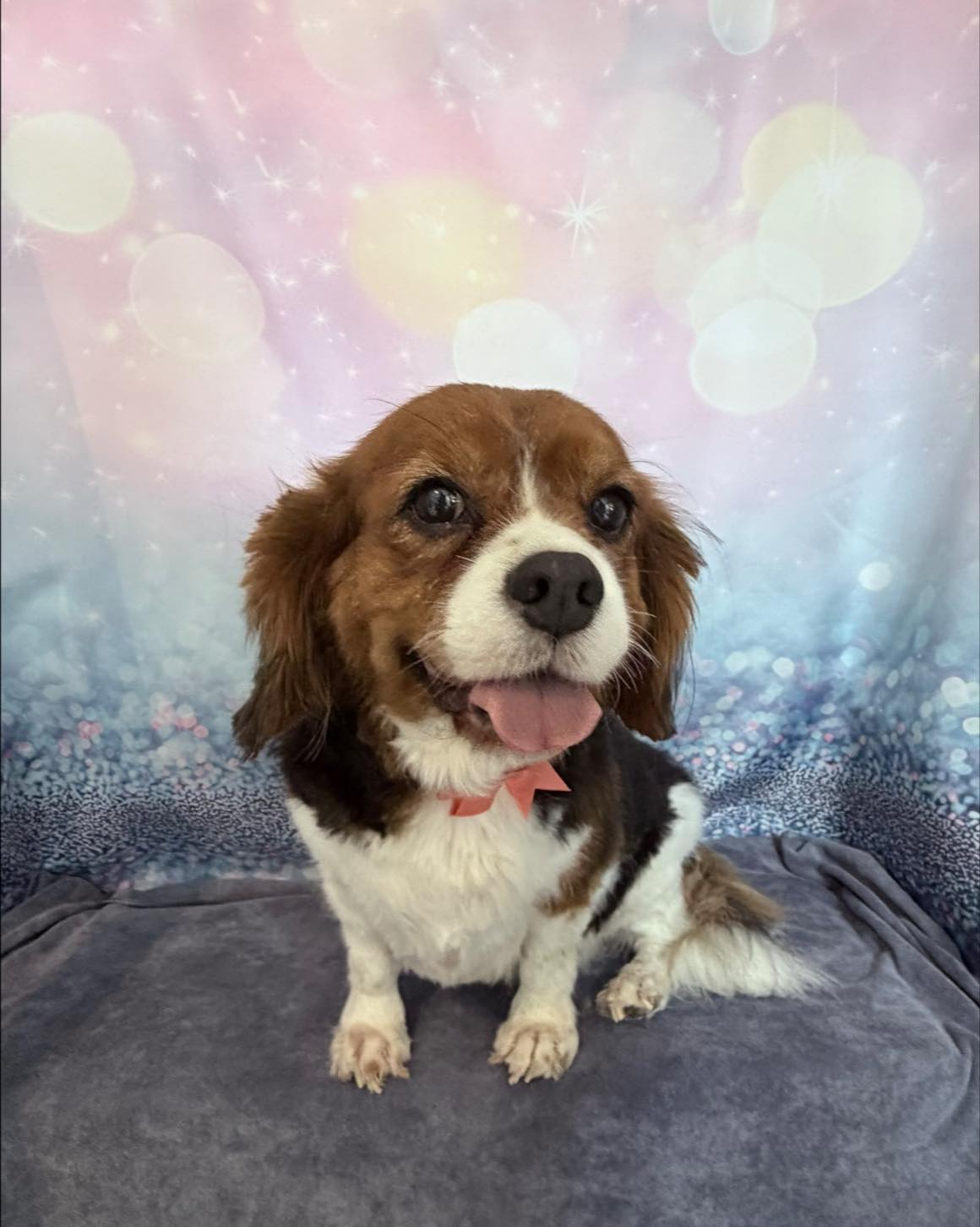 Groomed dog by Bespoke Dog Grooming