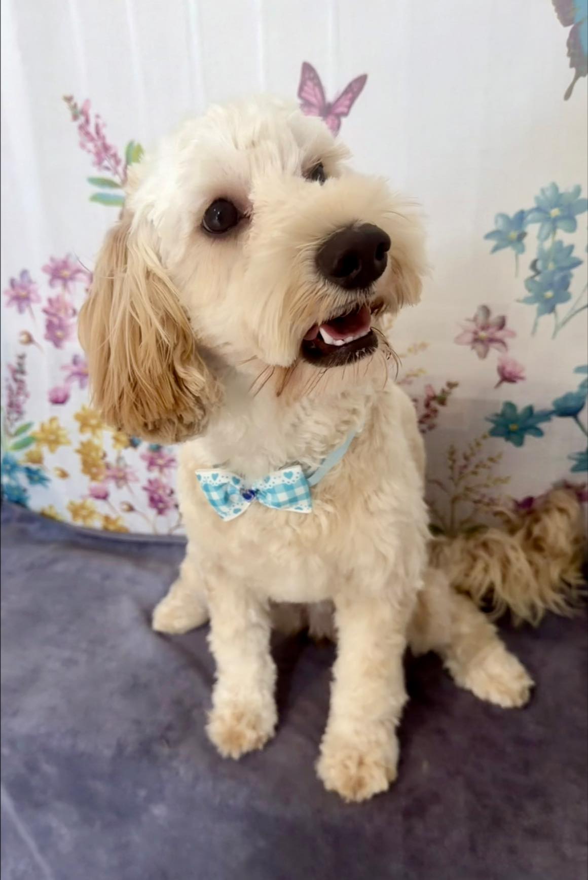 Groomed dog by Bespoke Dog Grooming